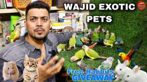 Wajid Exotic Pets | Hand Tamed Birds | Cats | Hamsters | Rabbits , Iguanas