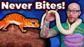 Top 5 Reptiles That Will NEVER BITE You!