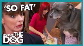 Overweight Chihuahuas Have a Private Chef | It's Me or The Dog