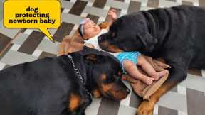Dog protecting newborn baby | gurd dog | the rott new video | #dog #funnyvideo