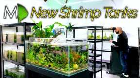Building 4x Ecosystem Tanks for 4 Different Shrimp (MD Fish Tanks Studio Build)