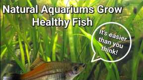 Natural Aquariums for your Fish and Microfauna