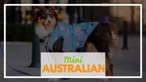Mini Australian Shepherd vs Requirement Australian Shepherd 