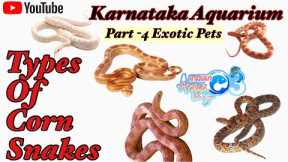 Corn Snakes | Types of Corn Snakes | Karnataka Aquarium | Exotic Pets | Snakes love |Pets love |Pt 4