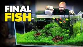 Adding FINAL FISH To Asian Fish Aquarium | MD Fish Tanks