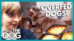 Owner Feeds Overweight Dog Birthday Cake? | TikTok Compilation