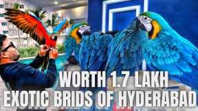 BEST BLUE GOLD MACAW- EXOTIC PETS IN HYDERABAD- PET MARKET IN HYDERABAD- BOLEVIAN BLUE GOLD MACAW.