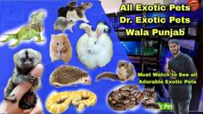 Hamsters, Squirrel, Rats ,Genuie Pig, Rabbits , Iguanas, Pythons, Gerbils @ Dr.Exotic Pets Wala