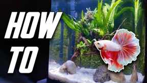 The Betta Fish Tank Guide For Everyone (Set Up, Equipment & More)