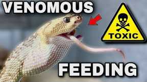 Feeding Deadly VENOMOUS Snakes!