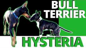 Hysteria noun 1: Exaggerated or uncontrollable emotion or excitement. Bull Terrier vs Beckman.