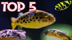 Top 5 Freshwater Puffer Fish For Your Aquarium