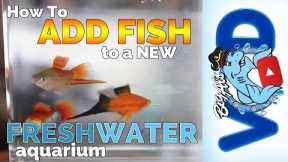 How to Add Fish to a New Freshwater Aquarium! | Big Al's