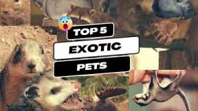 Top 5 Exotic Pets and their Regulations