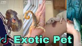 Exotic Pet- tiktok video compilation exotic lover alert!!