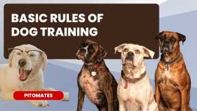 Dog Training Basic Rule | Pitomates | Dog Training | New Dog Tricks