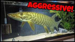 Keeping Most Aggressive Freshwater Fish In HOME Aquarium!