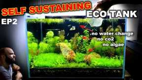Self Sustaining Betta Fish Eco Tank: NO WATER CHANGE (EP2)