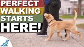 The MOST Important 20 ft. In Your Leash Walking Training!