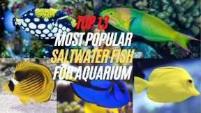 Top 13 Most Popular Saltwater Fish for Aquarium - Best Saltwater Fish for Beginners