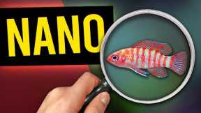 5 Nano Fish To Try In Your Small Aquarium!