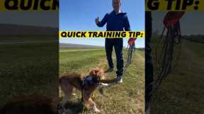 30 Second Dog Training Tip #dogtraining #dogtrainer #puppytraining #leashtraining #puppies #dogs