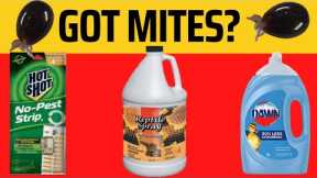 How to Get Rid of Snake Mites - Best Products to Use