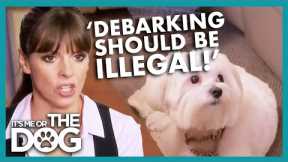 Owner Wants to Cut Noisy Dog's Vocal Cord! | It's Me or The Dog