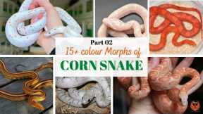 15+ Rare Colour Morphs of Corn Snake - Part  2