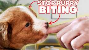 How To Stop Your Puppy Biting With These 3 SECRETS