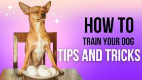 How to Train Your Puppy: Tips and Tricks