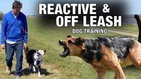 Off Leash Training and How To Handle Reactive Behavior.