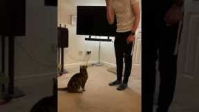 I trained my cat to do tricks (and it went viral…)