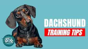 How to Train Your Dachshund | Best Dachshund Puppy Training Tips
