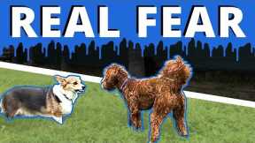 “My dog is so fearful it’s sad, help me Joel!” How to make meaningful improvements with fear.