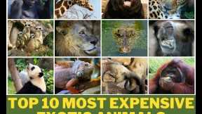 TOP 10 MOST EXPENSIVE EXOTIC ANIMAL YOU CAN HAVE AS PETS