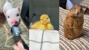 💫tiktok RARE and UNUSUAL pets compilation🐷🐥