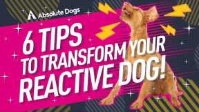 6 Training Tips that ALL Reactive Dog Owners Need to Know