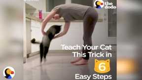 How To Teach Your Cat A Trick In 6 Easy Steps | The Dodo
