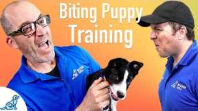 How To Prevent Your Puppy From Biting - Professional Dog Training Tips