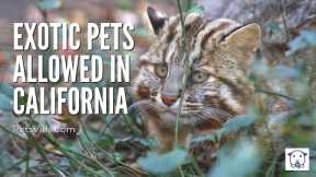 Find out which EXOTIC PETS are allowed in California