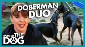 Doberman Duo Locked Up 6 Hours a Day! | It's Me or The Dog