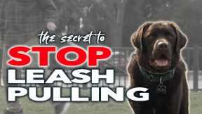 STOP Leash Pulling in One Session - Online Dog Training Lesson