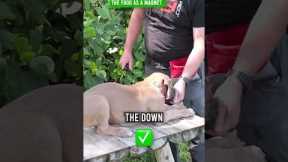 Get Your Puppy to Down Like a PRO