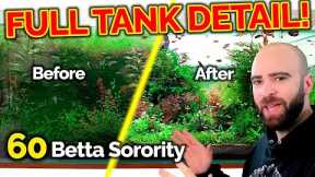 60 BETTA SORORITY | Full Tank Detail  (3 Months NEGLECTED!!)