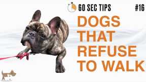 DOGS THAT REFUSE TO WALK - 60 SEC Dog Training Tips #16