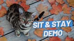 Teach Your Cat Sit And Stay - A Lifechanging Trick #Shorts