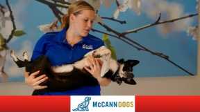 Puppy Handling Training - Professional Dog Training Tips