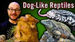 5 Reptiles That Act Like Dogs | No Fur, No Allergies, All The Love