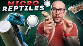 Top 5 Micro Reptiles | The Smallest Reptiles You Can Keep!